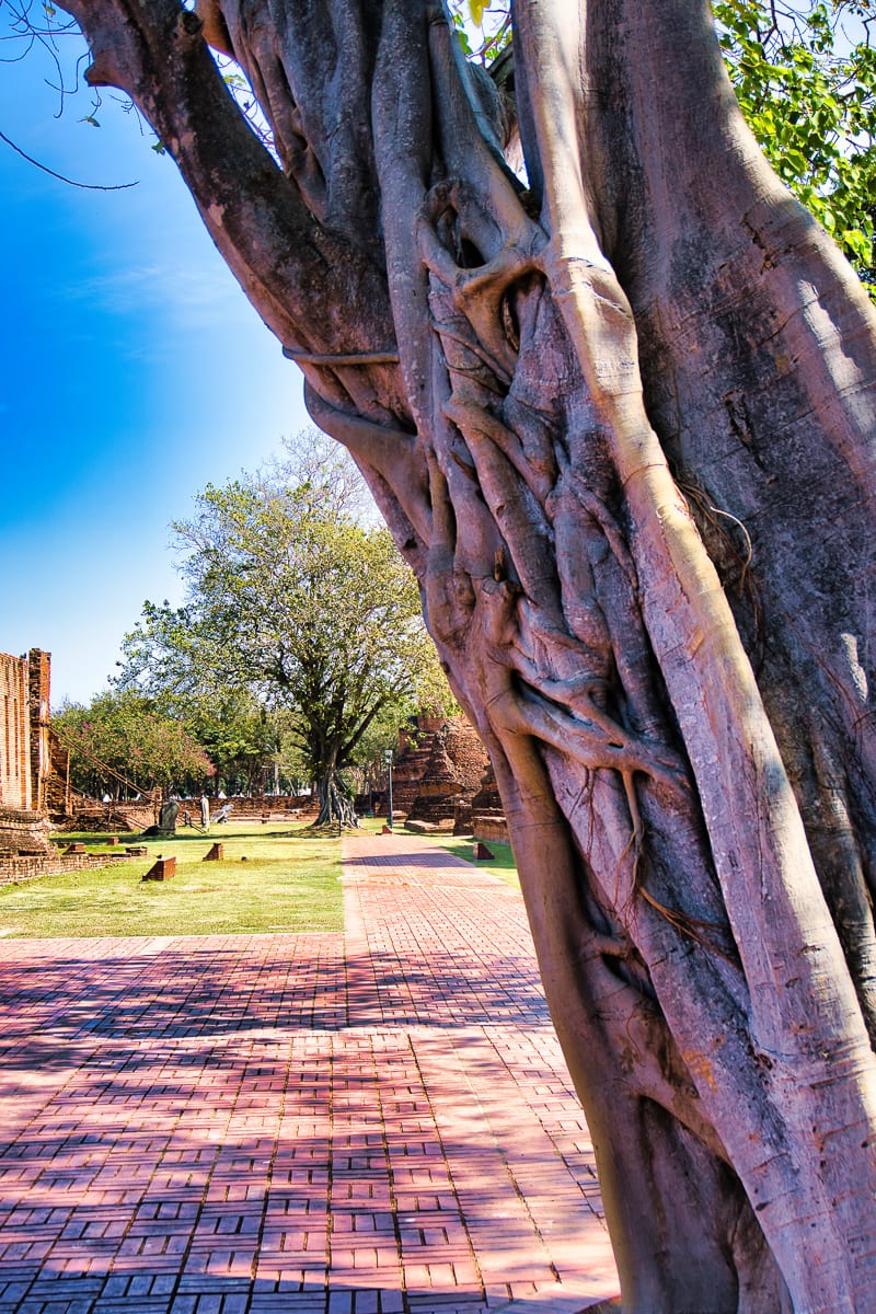 Ayutthaya 26
