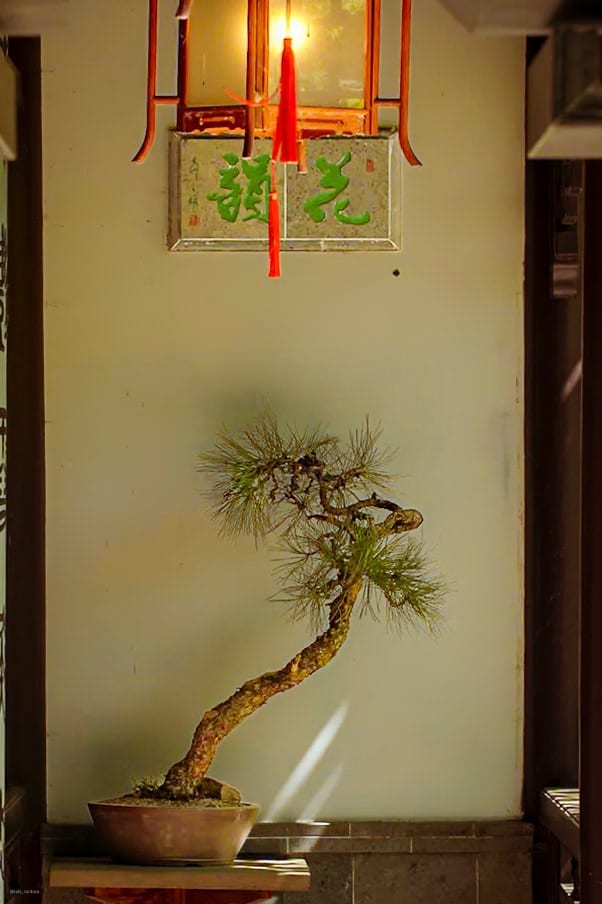 Chinese Tea Garden 6