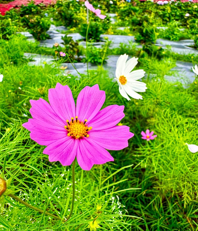 Flowers 14