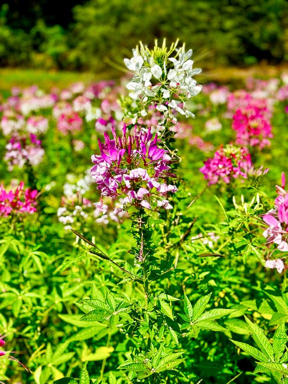 Flowers 16