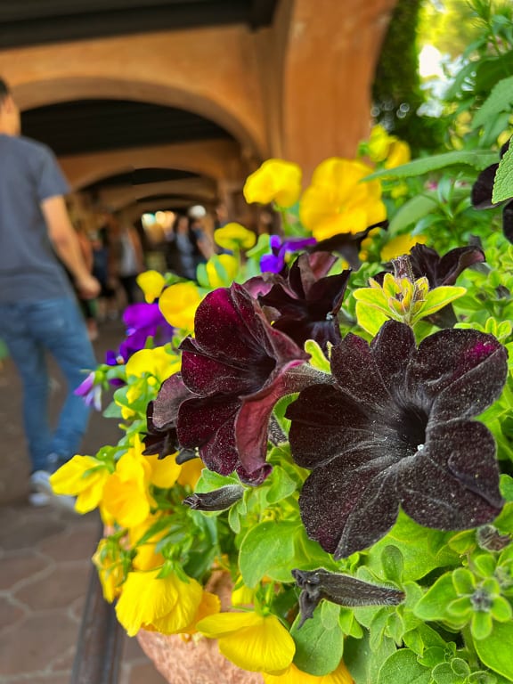Flowers 20
