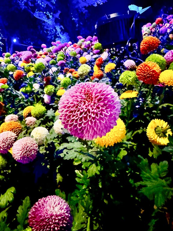 Flowers 21