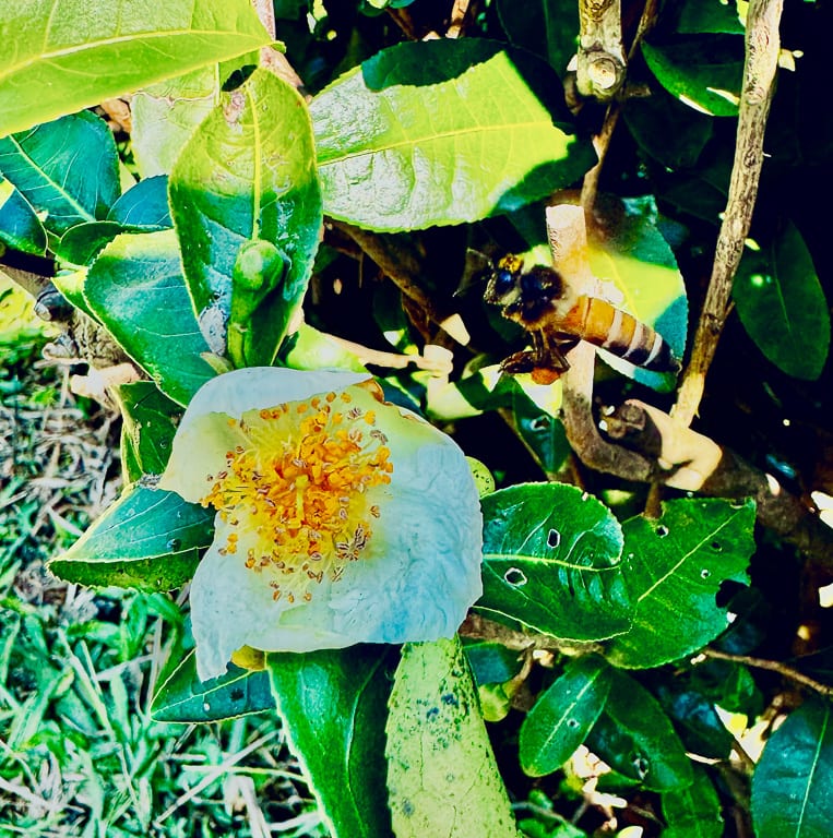 Flowers 22