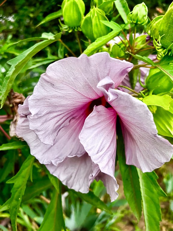 Flowers 25