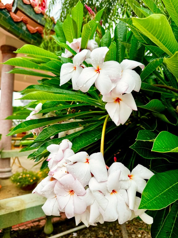 Flowers 28