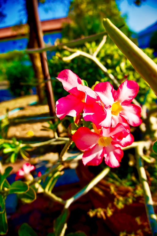 Flowers 4