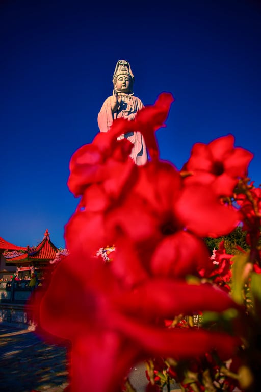 Flowers 6