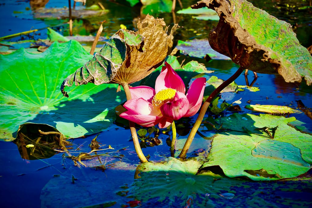 Flowers 9