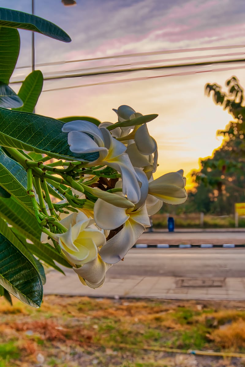 Nakhon Phanom 9